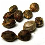 Семена марихуаны АК-47  (Seeds AK-47) в Когалыме